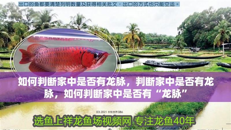 如何判斷家中是否有龍脈，判斷家中是否有龍脈，如何判斷家中是否有“龍脈”