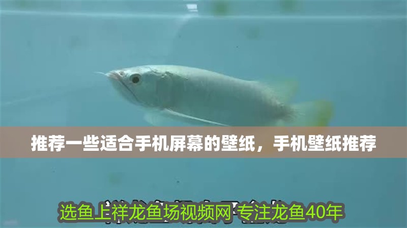 推薦一些適合手機屏幕的壁紙，手機壁紙推薦