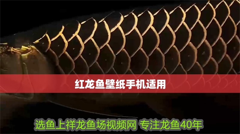 紅龍魚壁紙手機適用