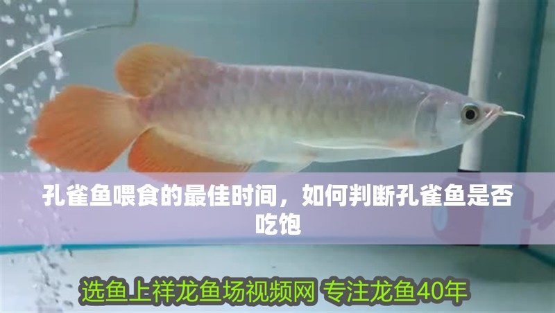 孔雀魚喂食的最佳時間，如何判斷孔雀魚是否吃飽