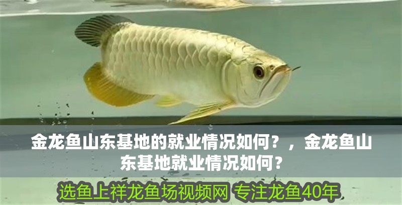金龍魚山東基地的就業(yè)情況如何？，金龍魚山東基地就業(yè)情況如何？
