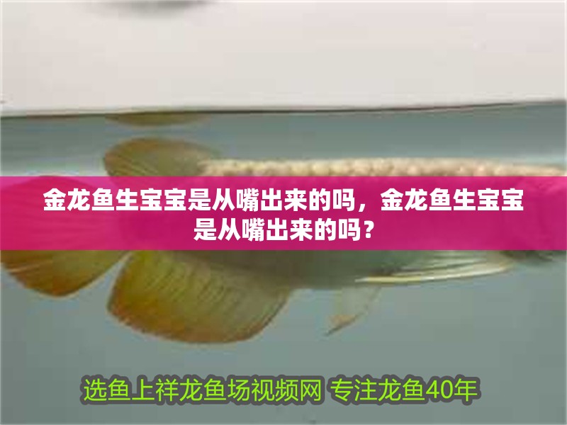 金龍魚生寶寶是從嘴出來的嗎，金龍魚生寶寶是從嘴出來的嗎？