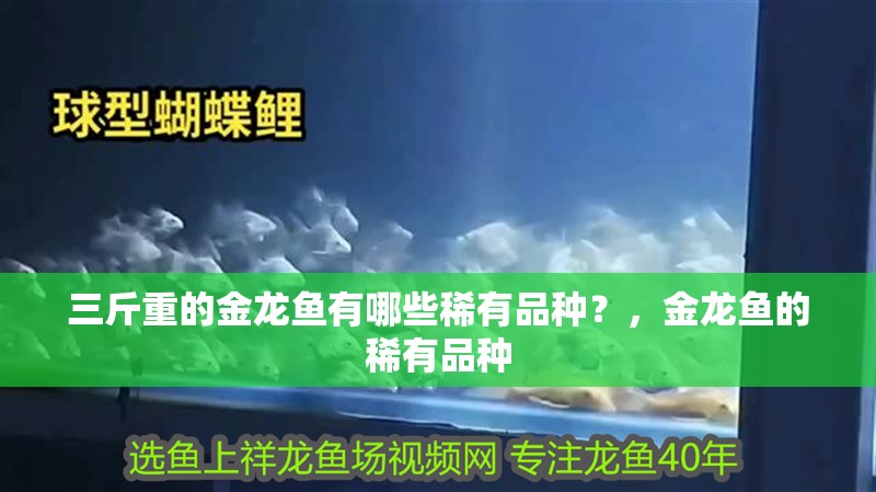 三斤重的金龍魚有哪些稀有品種？，金龍魚的稀有品種