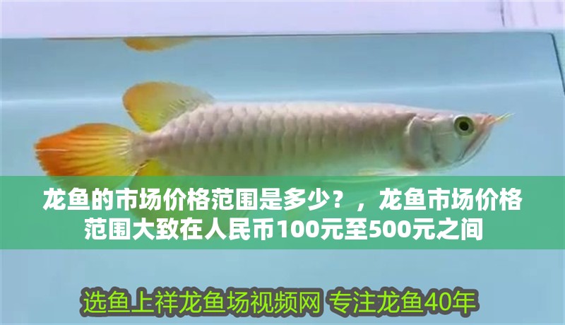 龍魚的市場價格范圍是多少？，龍魚市場價格范圍大致在人民幣100元至500元之間