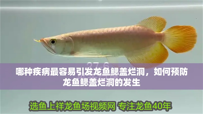 哪種疾病最容易引發龍魚鰓蓋爛洞，如何預防龍魚鰓蓋爛洞的發生