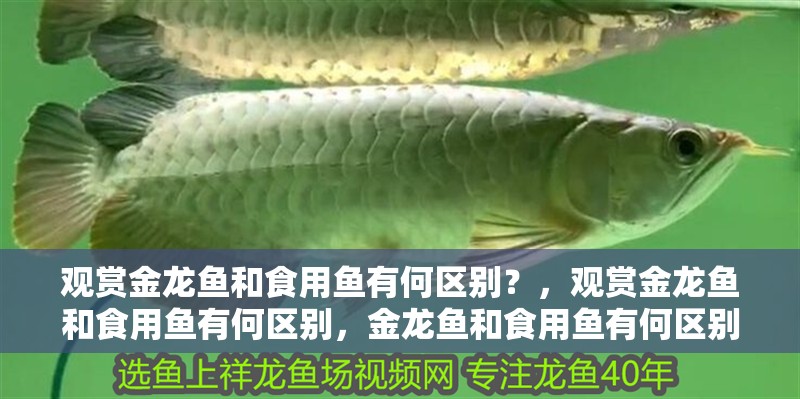 觀賞金龍魚和食用魚有何區別？，觀賞金龍魚和食用魚有何區別，金龍魚和食用魚有何區別
