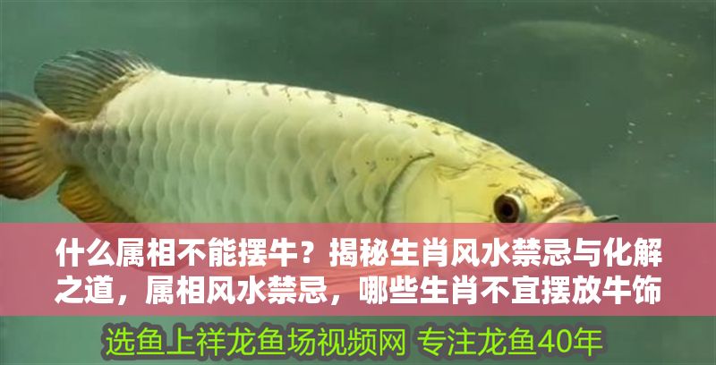 什么屬相不能擺牛？揭秘生肖風水禁忌與化解之道，屬相風水禁忌，哪些生肖不宜擺放牛飾物及化解方法 什么屬相不能擺牛？揭秘生肖風水禁忌與化解之道，屬相風水禁忌，哪些生肖不宜擺放牛飾物及化解方法 龍魚百科 第1張