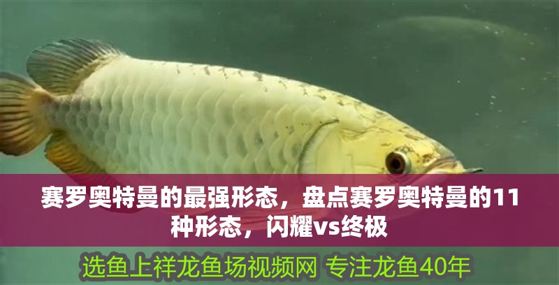 賽羅奧特曼的最強形態，盤點賽羅奧特曼的11種形態，閃耀vs終極