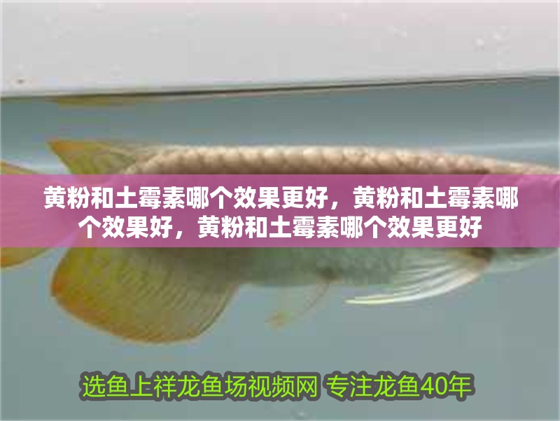 黃粉和土霉素哪個效果更好，黃粉和土霉素哪個效果好，黃粉和土霉素哪個效果更好