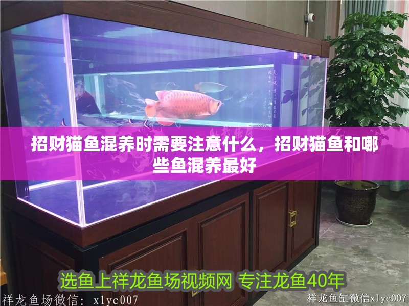 招財(cái)貓魚混養(yǎng)時(shí)需要注意什么，招財(cái)貓魚和哪些魚混養(yǎng)最好