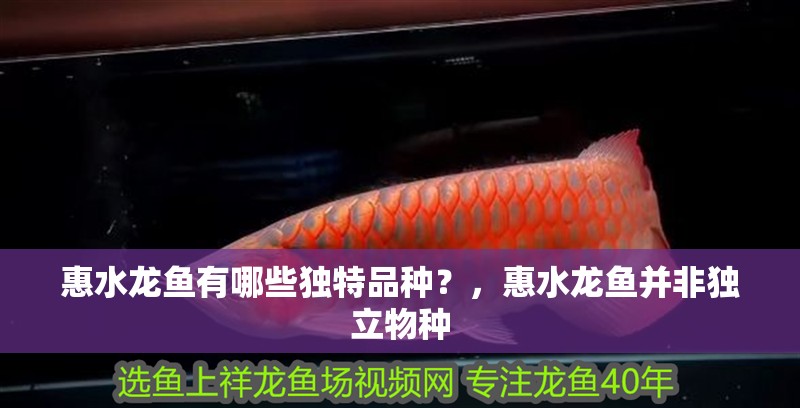 惠水龍魚有哪些獨特品種？，惠水龍魚并非獨立物種