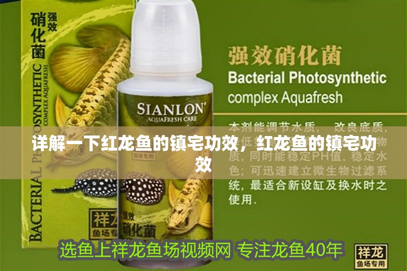 詳解一下紅龍魚的鎮(zhèn)宅功效，紅龍魚的鎮(zhèn)宅功效