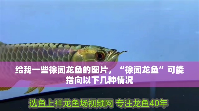 給我一些徐聞龍魚的圖片，“徐聞龍魚”可能指向以下幾種情況