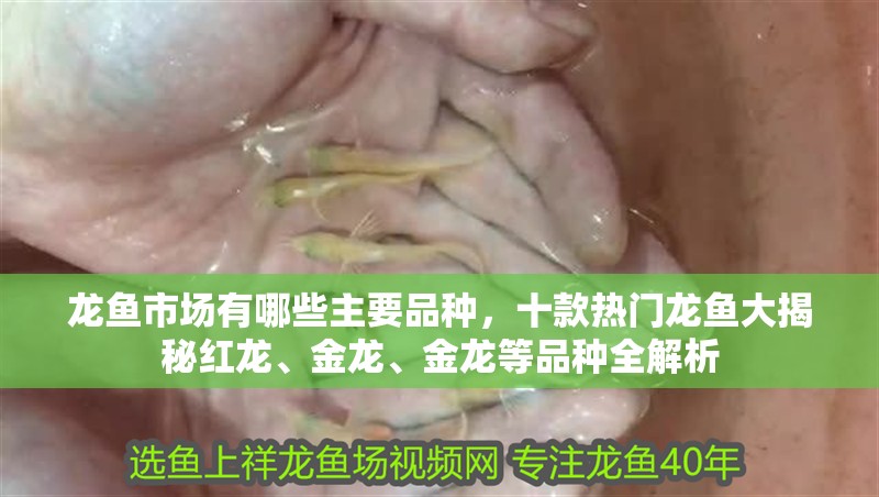龍魚市場有哪些主要品種，十款熱門龍魚大揭秘紅龍、金龍、金龍等品種全解析