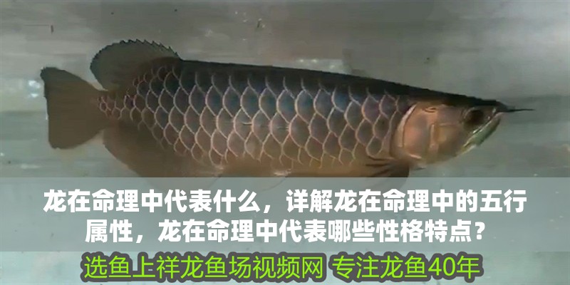 龍在命理中代表什么，詳解龍在命理中的五行屬性，龍在命理中代表哪些性格特點？