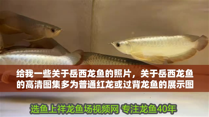 給我一些關于岳西龍魚的照片，關于岳西龍魚的高清圖集多為普通紅龍或過背龍魚的展示圖