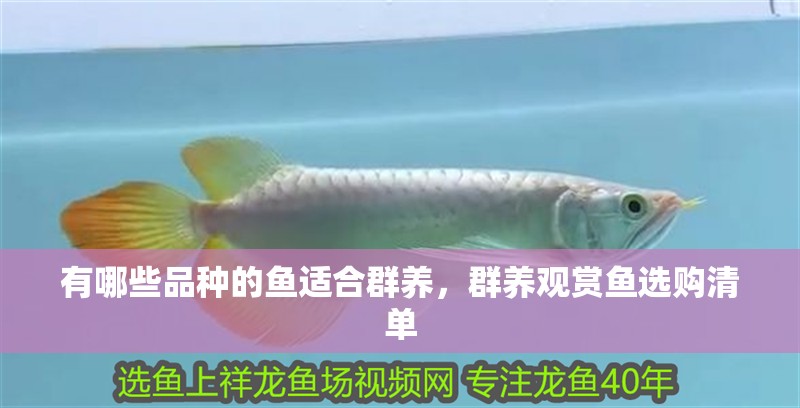 有哪些品種的魚適合群養，群養觀賞魚選購清單