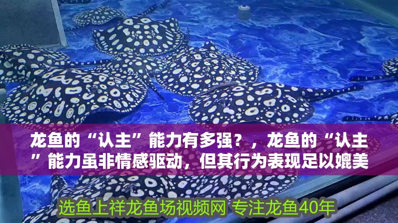 龍魚的“認主”能力有多強？，龍魚的“認主”能力雖非情感驅動，但其行為表現足以媲美寵物