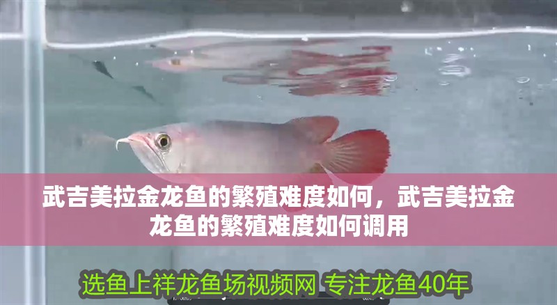 武吉美拉金龍魚的繁殖難度如何，武吉美拉金龍魚的繁殖難度如何調用