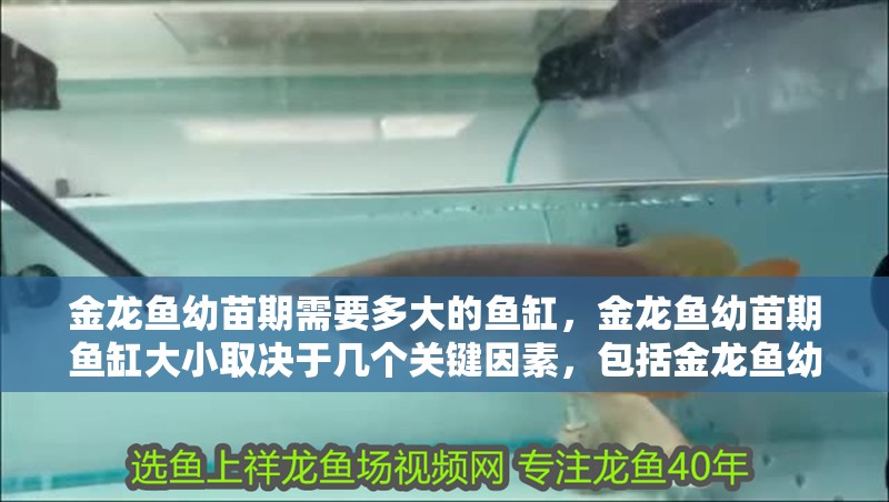金龍魚幼苗期需要多大的魚缸，金龍魚幼苗期魚缸大小取決于幾個關鍵因素，包括金龍魚幼苗期