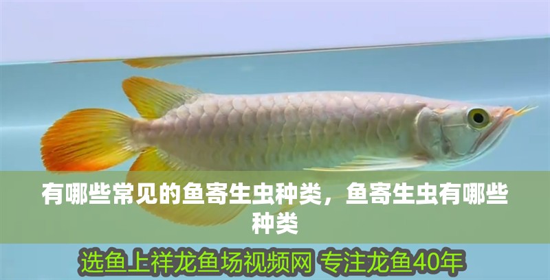 有哪些常見的魚寄生蟲種類，魚寄生蟲有哪些種類