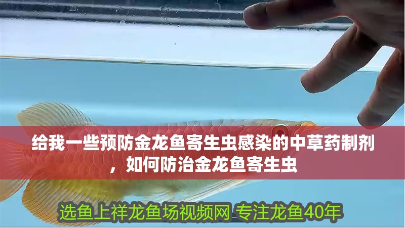 給我一些預(yù)防金龍魚寄生蟲感染的中草藥制劑，如何防治金龍魚寄生蟲