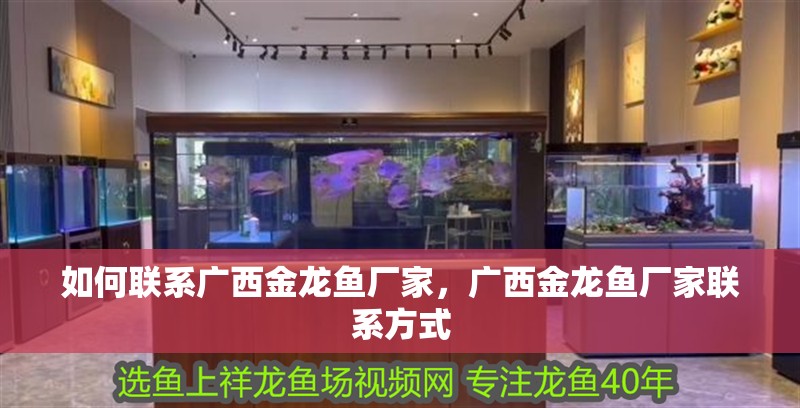 如何聯系廣西金龍魚廠家，廣西金龍魚廠家聯系方式