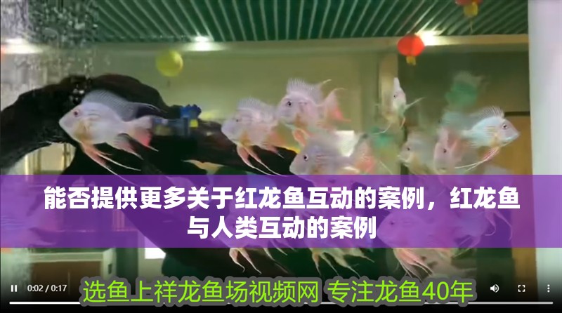 能否提供更多關于紅龍魚互動的案例，紅龍魚與人類互動的案例