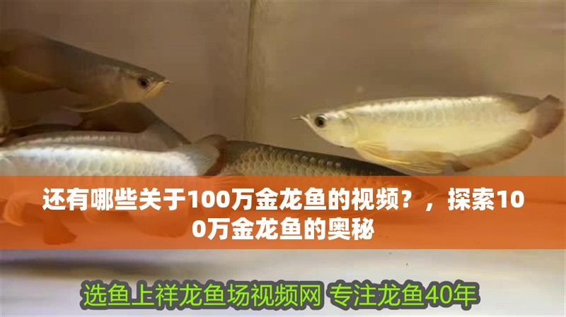 還有哪些關于100萬金龍魚的視頻？，探索100萬金龍魚的奧秘