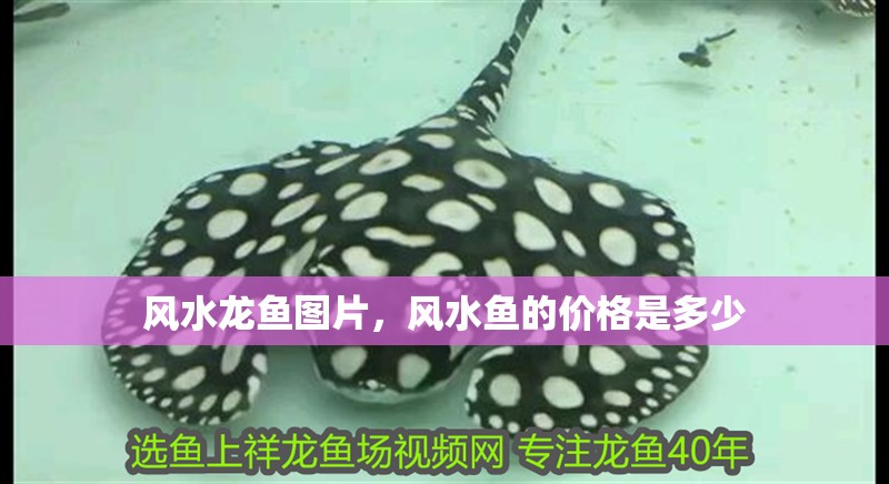 風水龍魚圖片，風水魚的價格是多少