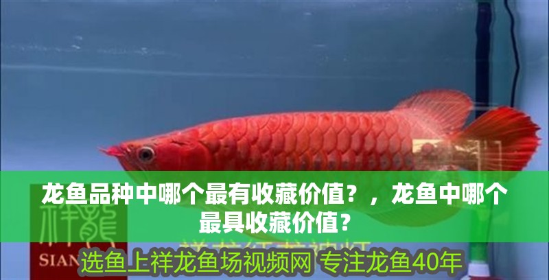 龍魚品種中哪個最有收藏價值？，龍魚中哪個最具收藏價值？