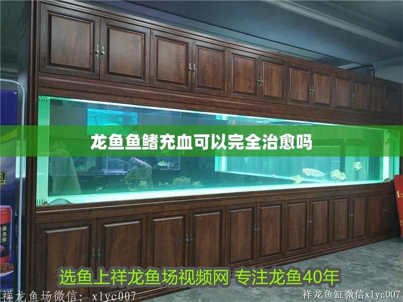龍魚魚鰭充血可以完全治愈嗎