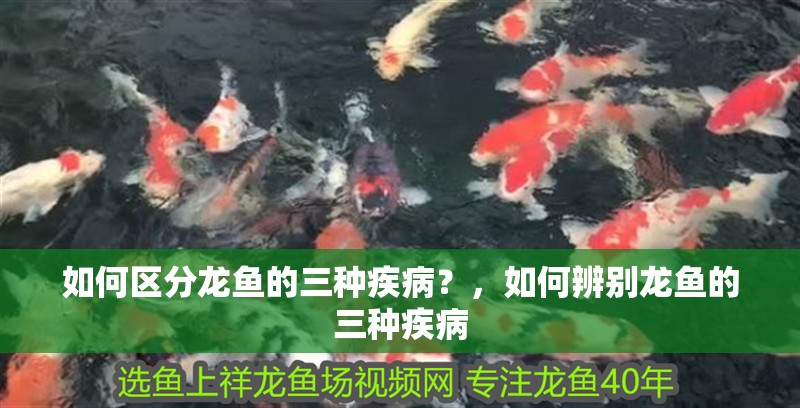 如何區分龍魚的三種疾病？，如何辨別龍魚的三種疾病