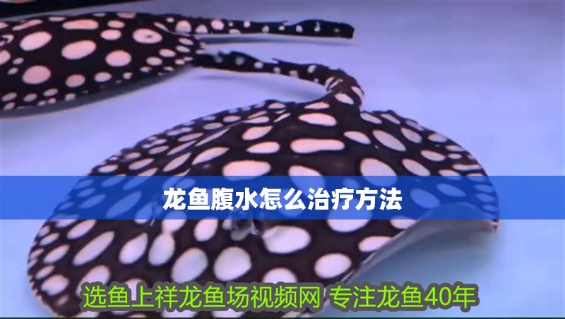 龍魚腹水怎么治療方法