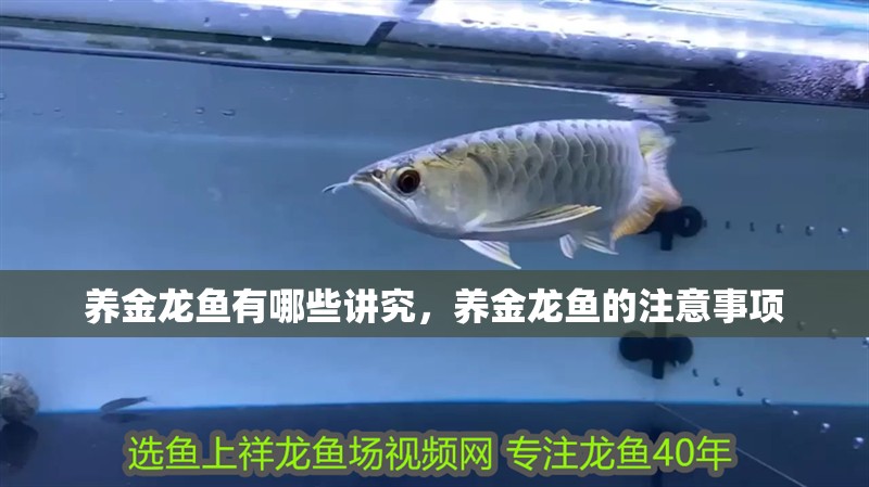 養金龍魚有哪些講究，養金龍魚的注意事項