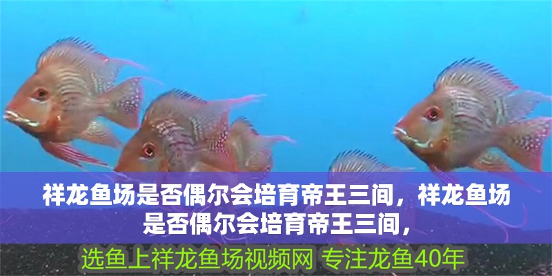 祥龍魚場是否偶爾會培育帝王三間，祥龍魚場是否偶爾會培育帝王三間，