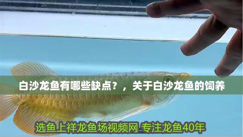 白沙龍魚有哪些缺點？，關于白沙龍魚的飼養
