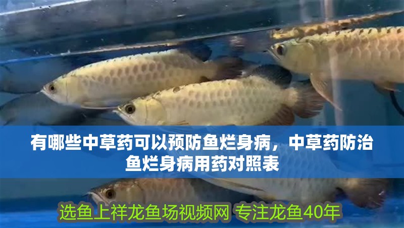有哪些中草藥可以預防魚爛身病，中草藥防治魚爛身病用藥對照表