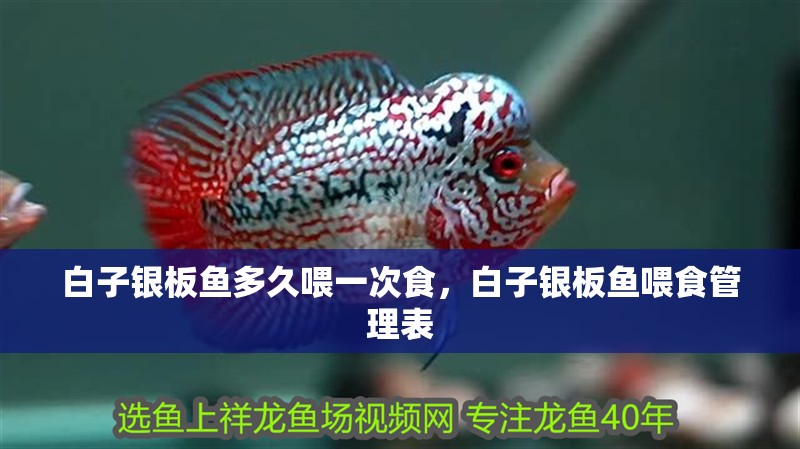 白子銀板魚多久喂一次食，白子銀板魚喂食管理表