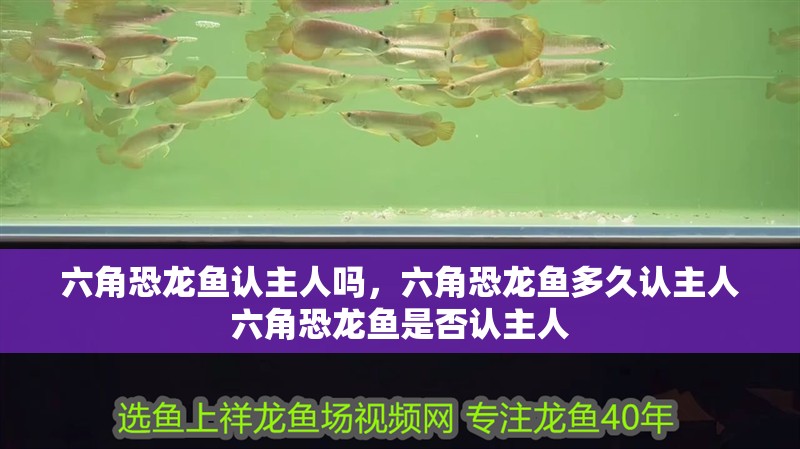 六角恐龍魚認主人嗎，六角恐龍魚多久認主人六角恐龍魚是否認主人