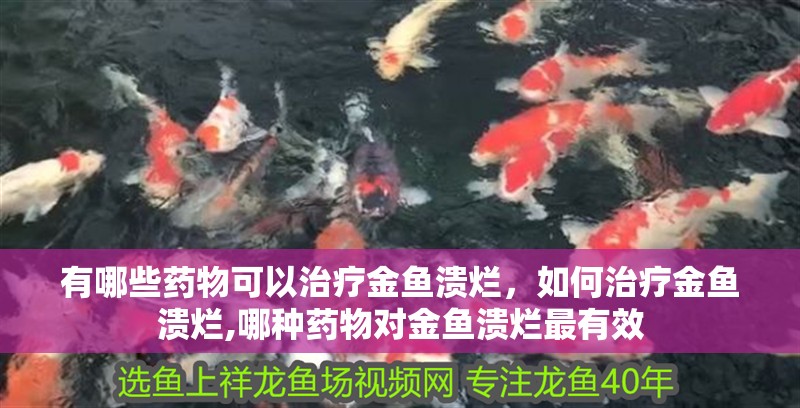 有哪些藥物可以治療金魚潰爛，如何治療金魚潰爛,哪種藥物對金魚潰爛最有效