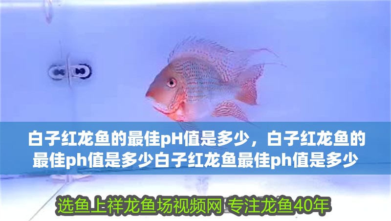 白子紅龍魚的最佳pH值是多少，白子紅龍魚的最佳ph值是多少白子紅龍魚最佳ph值是多少