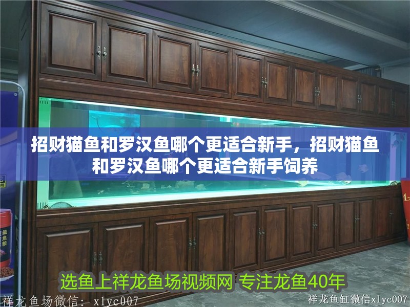 招財貓魚和羅漢魚哪個更適合新手，招財貓魚和羅漢魚哪個更適合新手飼養(yǎng)