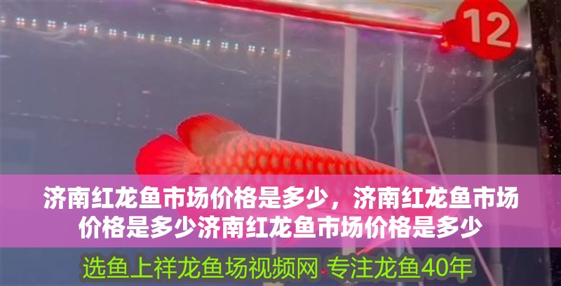 濟南紅龍魚市場價格是多少，濟南紅龍魚市場價格是多少濟南紅龍魚市場價格是多少