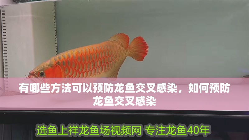 有哪些方法可以預防龍魚交叉感染，如何預防龍魚交叉感染