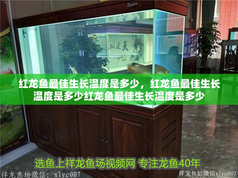 紅龍魚最佳生長溫度是多少，紅龍魚最佳生長溫度是多少紅龍魚最佳生長溫度是多少