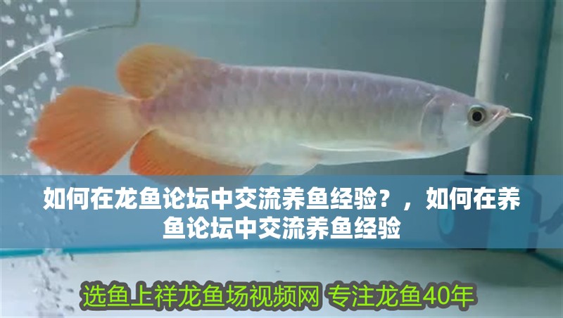 如何在龍魚論壇中交流養魚經驗？，如何在養魚論壇中交流養魚經驗