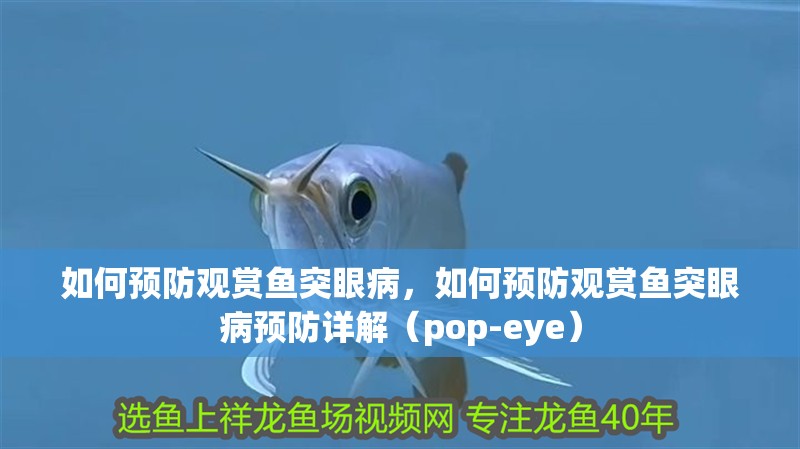 如何預防觀賞魚突眼病，如何預防觀賞魚突眼病預防詳解（pop-eye）