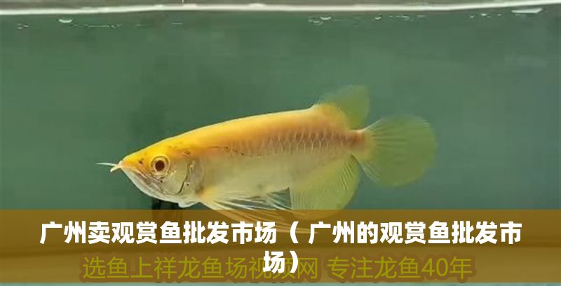 廣州賣觀賞魚批發市場（ 廣州的觀賞魚批發市場）