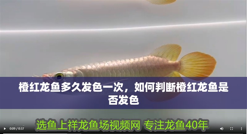 橙紅龍魚多久發(fā)色一次，如何判斷橙紅龍魚是否發(fā)色